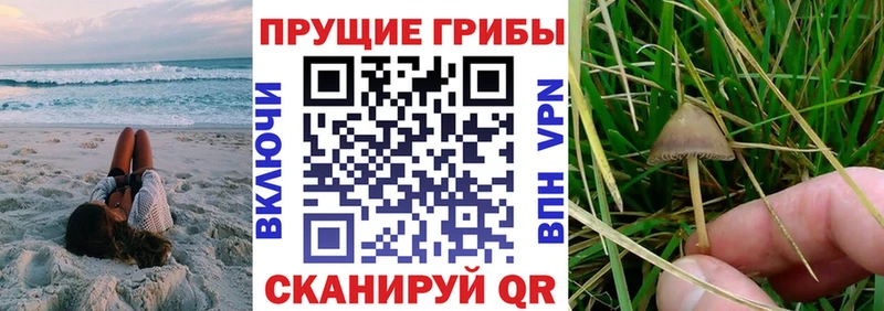 Псилоцибиновые грибы Cubensis  Бердск 